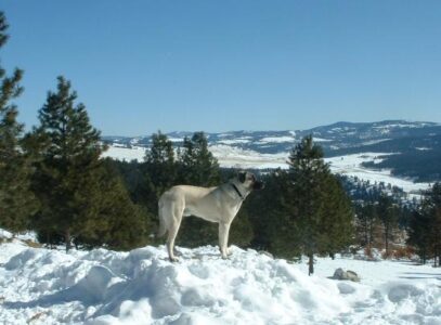 Living Off Grid – Our Livestock Guardian Dog Image